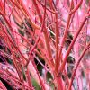 Coral Bark Japanese Maple #6 - Image 3
